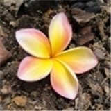 practice image